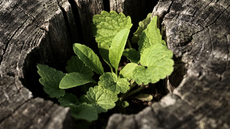 Gründen Sie eine eigene Stiftung oder einen eigenen Stiftungsfonds oder tätigen Sie eine Zustiftung. Verrottender Baumstumpf mit wachsender neuer Jungpflanze